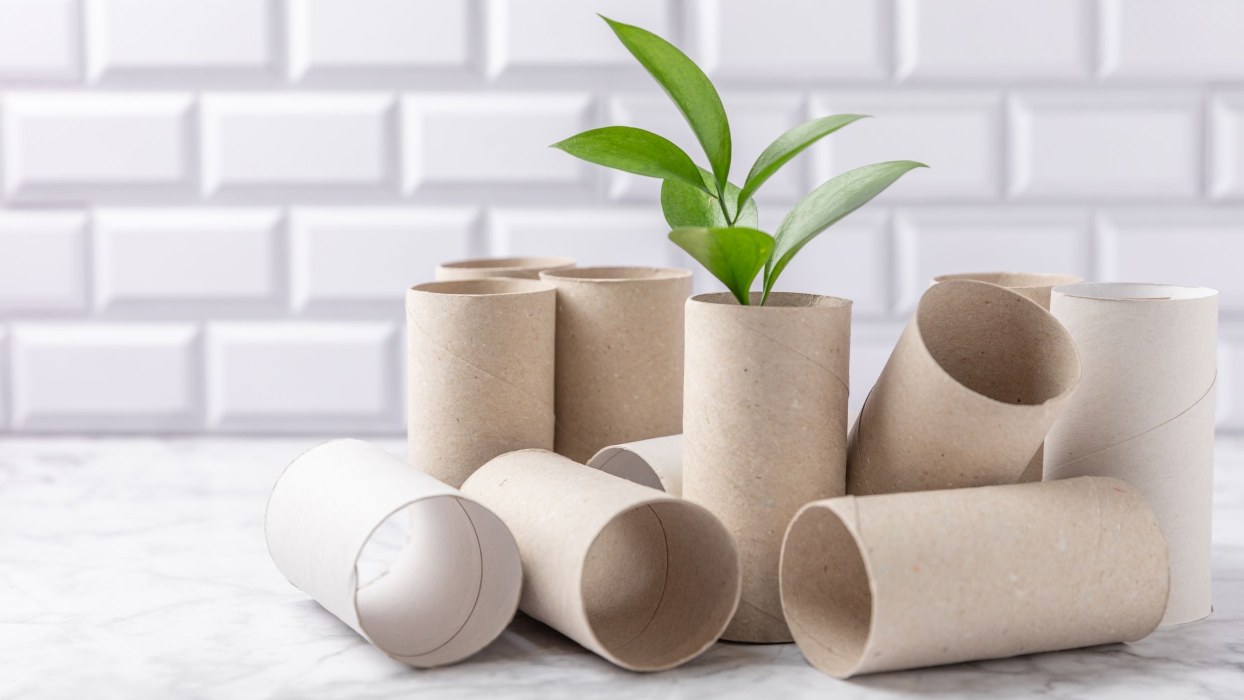 Du papier de toilette recyclé pour l’environnement