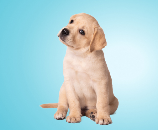 Le Chiot "Hakle Puppy"